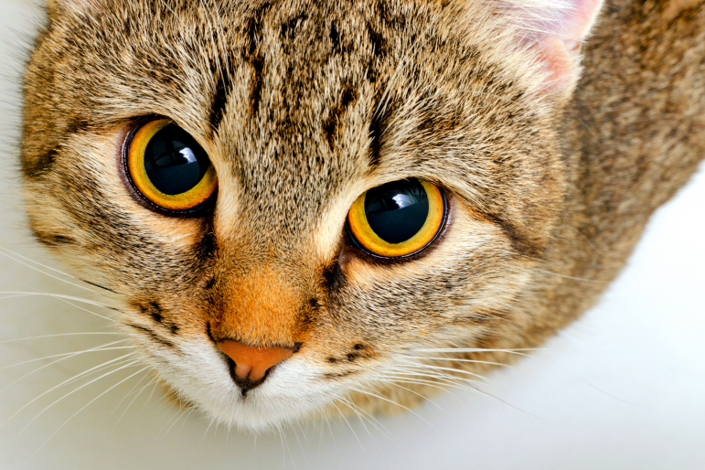 yeux de chat